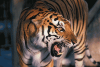 LSU Tiger